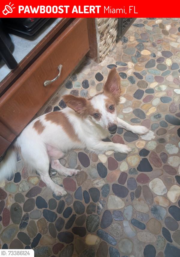 Lost Male Dog last seen Monkey Jungle, Miami, FL 33170