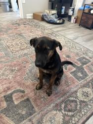 Found/Stray Female Dog last seen Montgomery Cross and Abercorn, Savannah, GA 31406