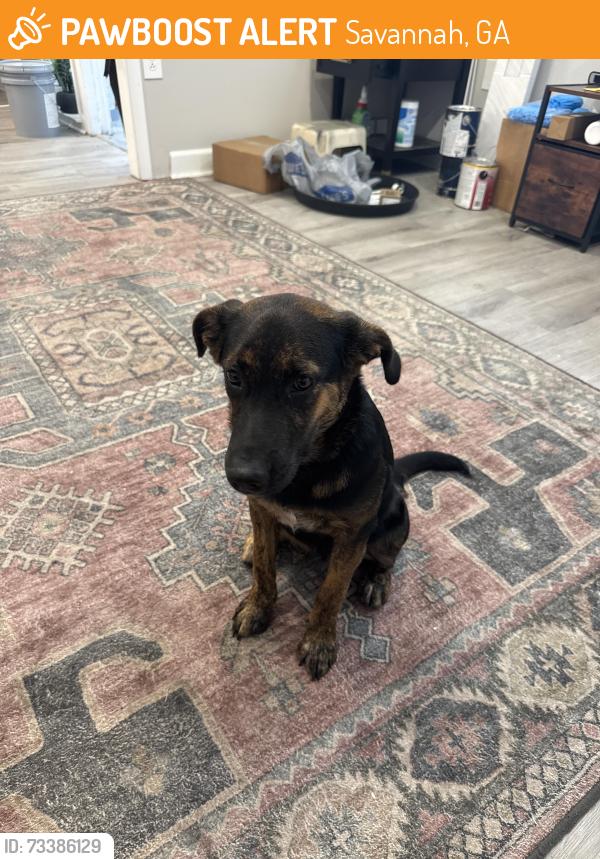 Found/Stray Female Dog last seen Montgomery Cross and Abercorn, Savannah, GA 31406