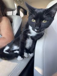 Found/Stray Female Cat last seen By Holy Innocents School, Sandy Springs, GA 30328