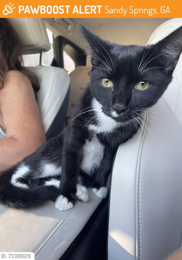 Found/Stray Female Cat last seen By Holy Innocents School, Sandy Springs, GA 30328