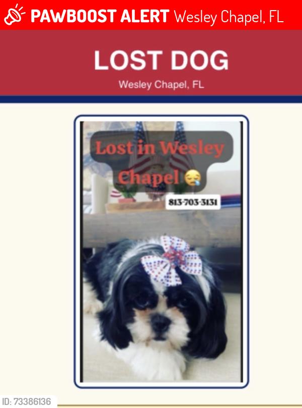 Lost Female Dog last seen Wesley chapel fl, Wesley Chapel, FL 33543