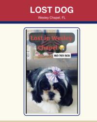 Lost Female Dog last seen Wesley chapel fl, Wesley Chapel, FL 33543