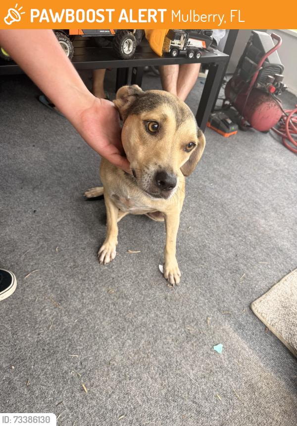 Found/Stray Female Dog last seen In my yard, Mulberry, FL 33860