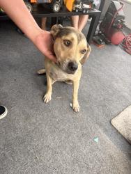 Found/Stray Female Dog last seen In my yard, Mulberry, FL 33860