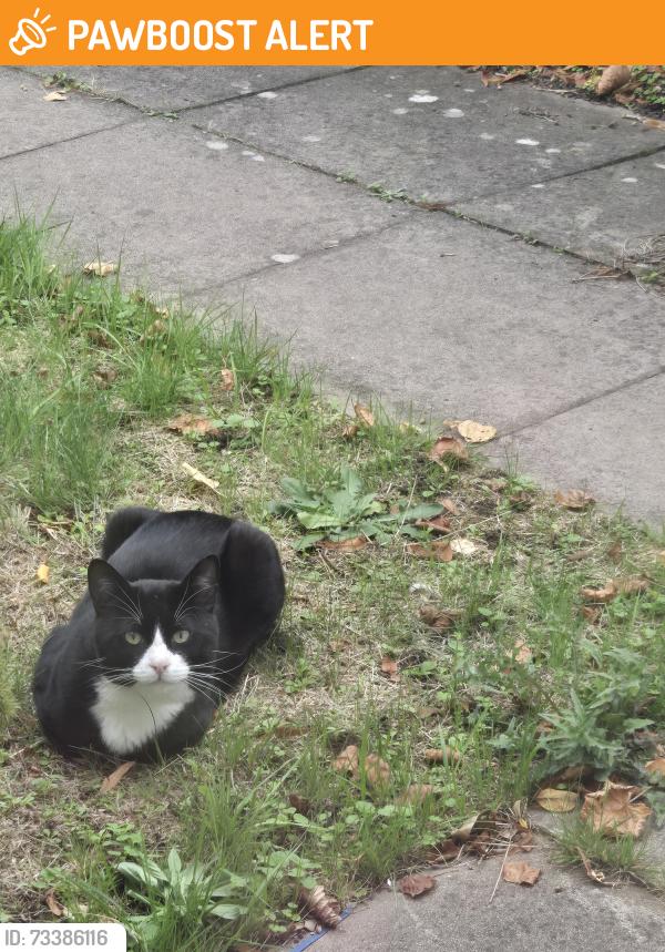 Found/Stray Unknown Cat last seen Broome Avenue, West Midlands, England 
