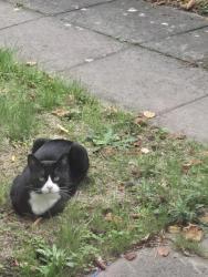 Found/Stray Unknown Cat last seen Broome Avenue, West Midlands, England 