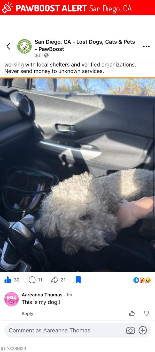 Lost Male Dog last seen San Diego, San Diego, CA 92101