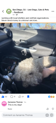 Lost Male Dog last seen San Diego, San Diego, CA 92101