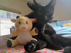 Lost Female Cat last seen Murphy Sterling, Jackson County, OR 97501