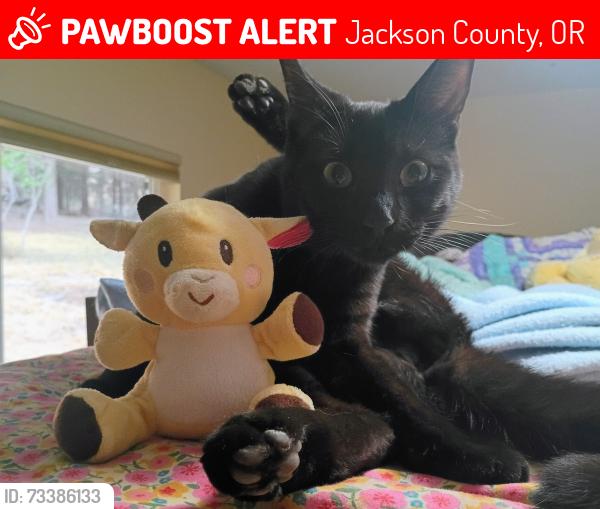 Lost Female Cat last seen Murphy Sterling, Jackson County, OR 97501