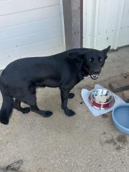 Found/Stray Female Dog last seen Near Sagebrush Lane, Fort Smith, AR, Fort Smith, AR 72916