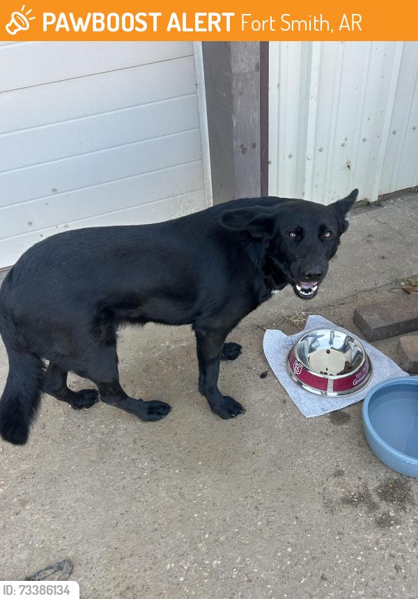 Found/Stray Female Dog last seen Near Sagebrush Lane, Fort Smith, AR, Fort Smith, AR 72916
