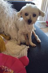 Lost Male Dog last seen School, Alhambra, CA 91801