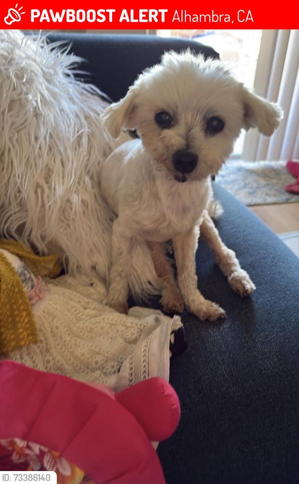 Lost Male Dog last seen School, Alhambra, CA 91801