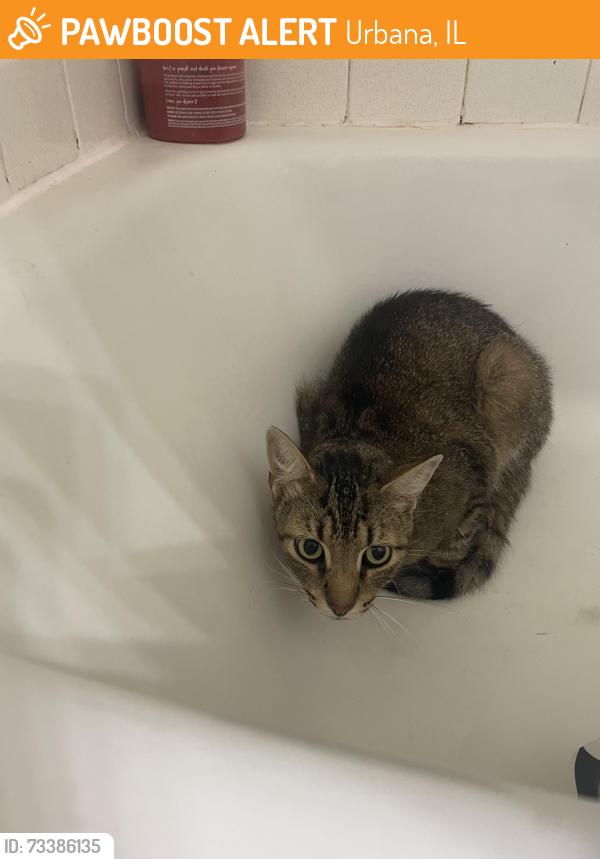Found/Stray Unknown Cat last seen 809-811 Cunningham Ave, Town and Country apmts, Urbana, IL 61802