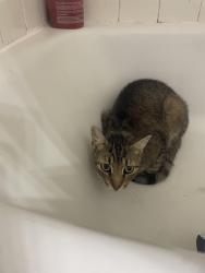 Found/Stray Unknown Cat last seen 809-811 Cunningham Ave, Town and Country apmts, Urbana, IL 61802