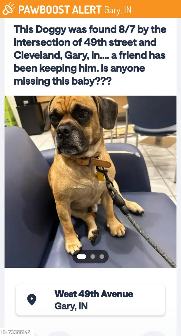 Found/Stray Male Dog last seen 49th and cleveland, Gary, IN 46402