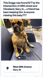Found/Stray Male Dog last seen 49th and cleveland, Gary, IN 46402