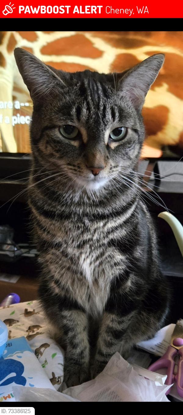 Lost Female Cat last seen S West Terrace Dr and W Caelen Ave, Cheney, WA 99004