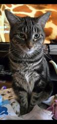 Lost Female Cat last seen S West Terrace Dr and W Caelen Ave, Cheney, WA 99004