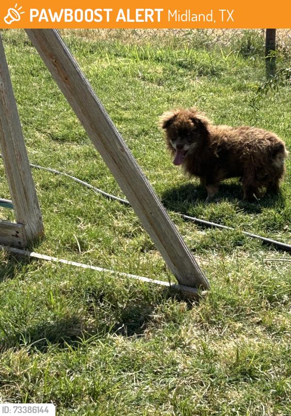 Found/Stray Male Dog last seen W County Rd 54, Midland, TX 79707