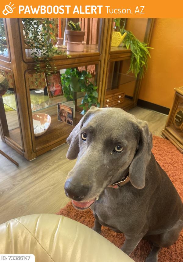 Found/Stray Female Dog last seen Grant and Columbus, Tucson, AZ 85712