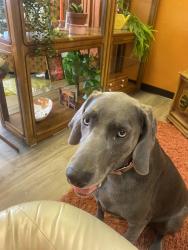 Found/Stray Female Dog last seen Grant and Columbus, Tucson, AZ 85712