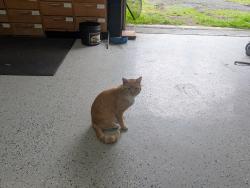 Lost Male Cat last seen Route 107 near Lakeland Golf Club, Nicholson, PA 18446