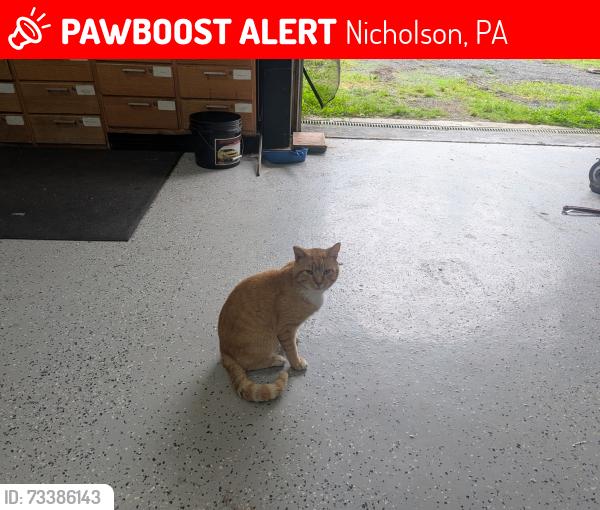 Lost Male Cat last seen Route 107 near Lakeland Golf Club, Nicholson, PA 18446