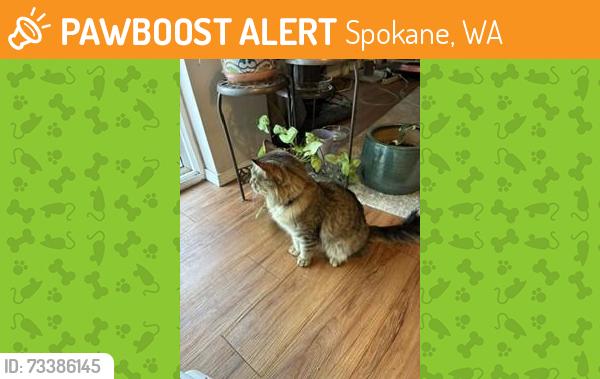 Found/Stray Female Cat last seen Assembly north of Francis by, Spokane, WA 99208