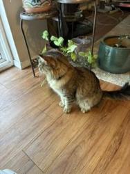 Found/Stray Female Cat last seen Assembly north of Francis by, Spokane, WA 99208