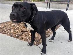 Shelter Stray Female Dog last seen , 957 N Gaffey St, San Pedro, CA 90731, USA