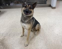 Shelter Stray Male Dog last seen , 957 N Gaffey St, San Pedro, CA 90731, USA