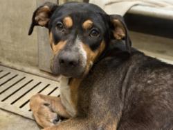 Shelter Stray Female Dog last seen , 1850 W 60th St, Los Angeles, CA 90047, USA