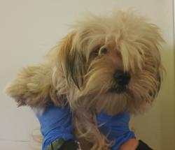 Shelter Stray Female Dog last seen , 1850 W 60th St, Los Angeles, CA 90047, USA