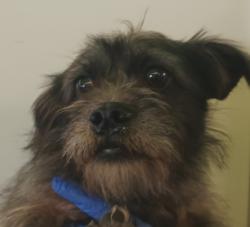 Shelter Stray Female Dog last seen , 1850 W 60th St, Los Angeles, CA 90047, USA
