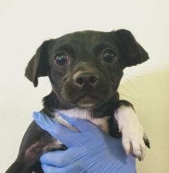 Shelter Stray Female Dog last seen , 1850 W 60th St, Los Angeles, CA 90047, USA