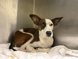 Shelter Stray Female Dog last seen Near BLOCK NE 143 ST, 3599 NW 79th Ave, Doral, FL 33122, USA