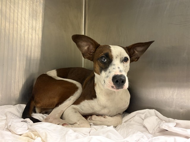 Shelter Stray Female Dog last seen Near BLOCK NE 143 ST, 3599 NW 79th Ave, Doral, FL 33122, USA