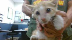 Shelter Stray Female Cat last seen Near BLOCK NW 34 ST, 3599 NW 79th Ave, Doral, FL 33122, USA