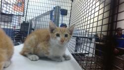 Shelter Stray Male Cat last seen Near BLOCK NW 34 ST, 3599 NW 79th Ave, Doral, FL 33122, USA
