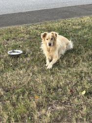 Reunited Unknown Dog last seen Spring Place, Fort Oglethorpe, GA 30742