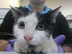 Shelter Stray Male Cat last seen Near BLOCK NW 210 TER, 3599 NW 79th Ave, Doral, FL 33122, USA