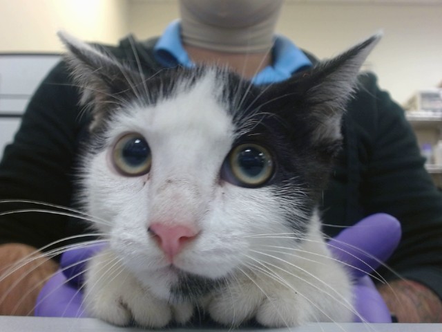 Shelter Stray Male Cat last seen Near BLOCK NW 210 TER, 3599 NW 79th Ave, Doral, FL 33122, USA