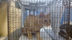 Shelter Stray Male Cat last seen Near BLOCK NW 113 PL, 3599 NW 79th Ave, Doral, FL 33122, USA