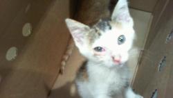 Shelter Stray Female Cat last seen CHARLOTTE, 8315 Byrum Dr, Charlotte, NC 28217, USA