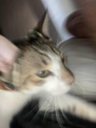 Lost Female Cat last seen River run, San Diego, CA 92108