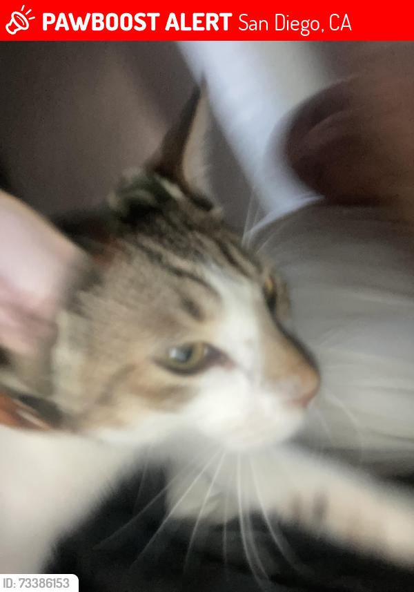 Lost Female Cat last seen River run, San Diego, CA 92108