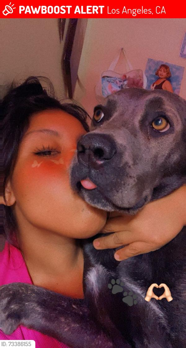 Lost Female Dog last seen Near e 76th pls Los Angeles ca 90003, Los Angeles, CA 90003